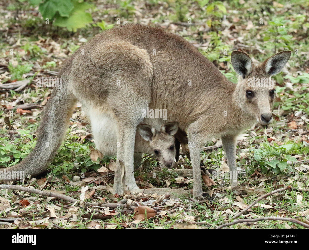 Eine östliche Grau Känguru pausieren während der Fütterung mit Baby Joey von Beutel hängen. Stockfoto