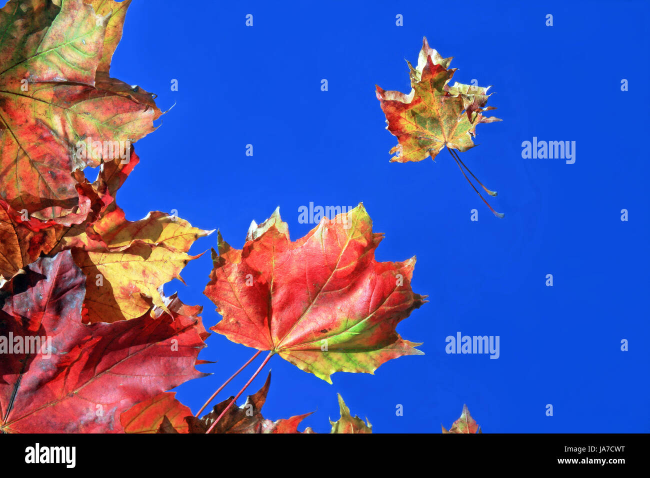 der Herbst farbenfrohe Stockfoto