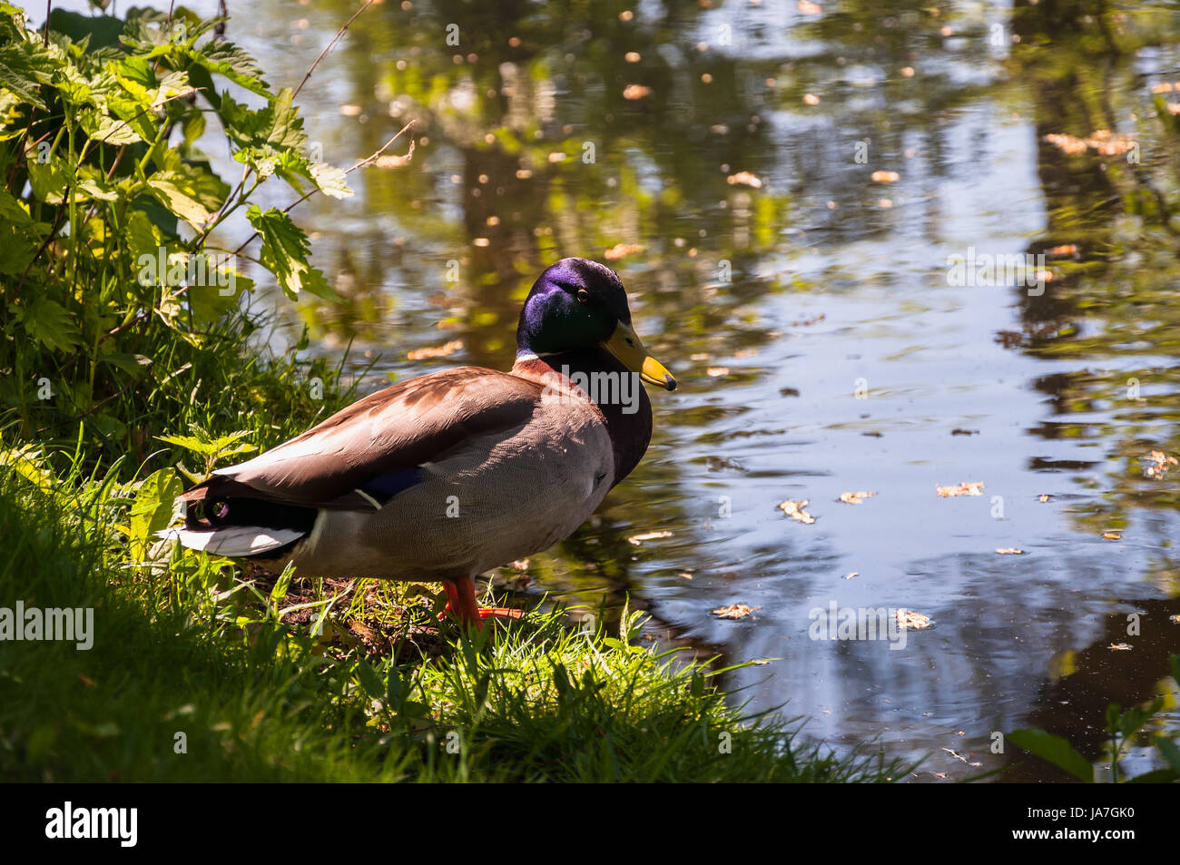 Park, Garten, Tier, Vogel, Ente, Wasservögel, frisches Wasser, Teich, Wasser, Feder, Stockfoto