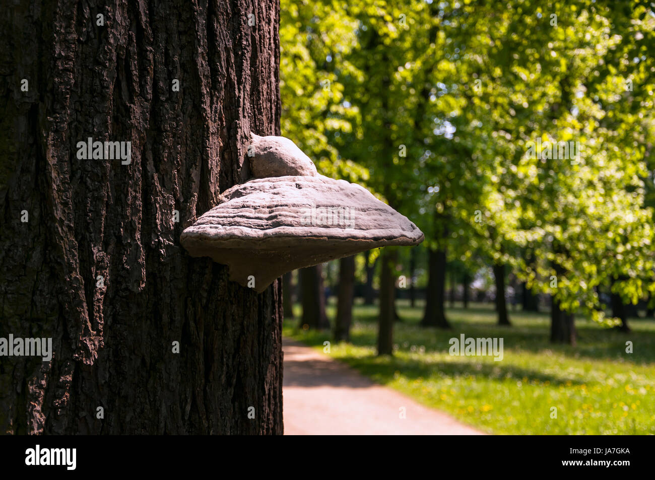 Pilz, Pilz, Wachstum, Parasiten, Zunder, Pflanze, Baum, Holz, Pilz, Stockfoto