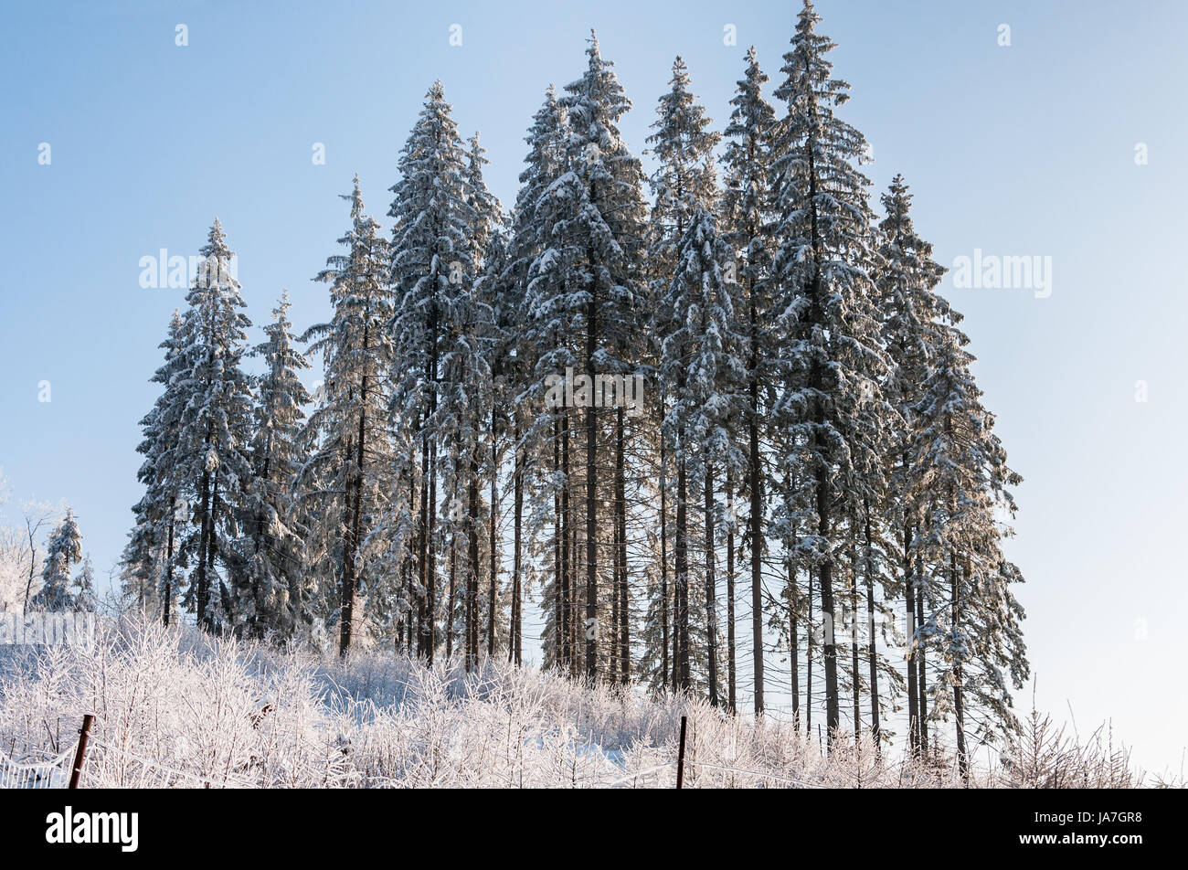 Bäume im winter Stockfoto