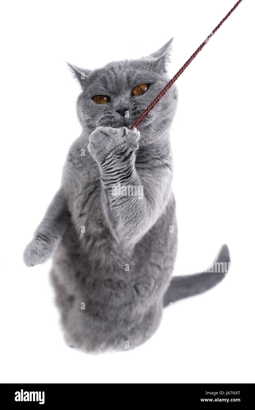 Britische graue Katze spielt mit einem Gewinde auf einem weißen Hintergrund. Stockfoto