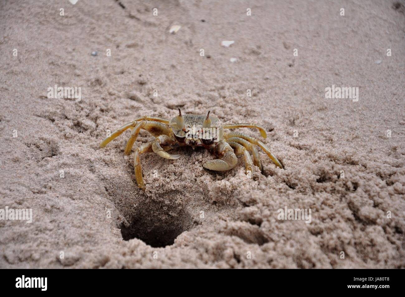 Krabbe, Sand, Sand, Tier, Asien, Bali, Indonesien, Unterwasser, Thailand, Krabbe, Stockfoto