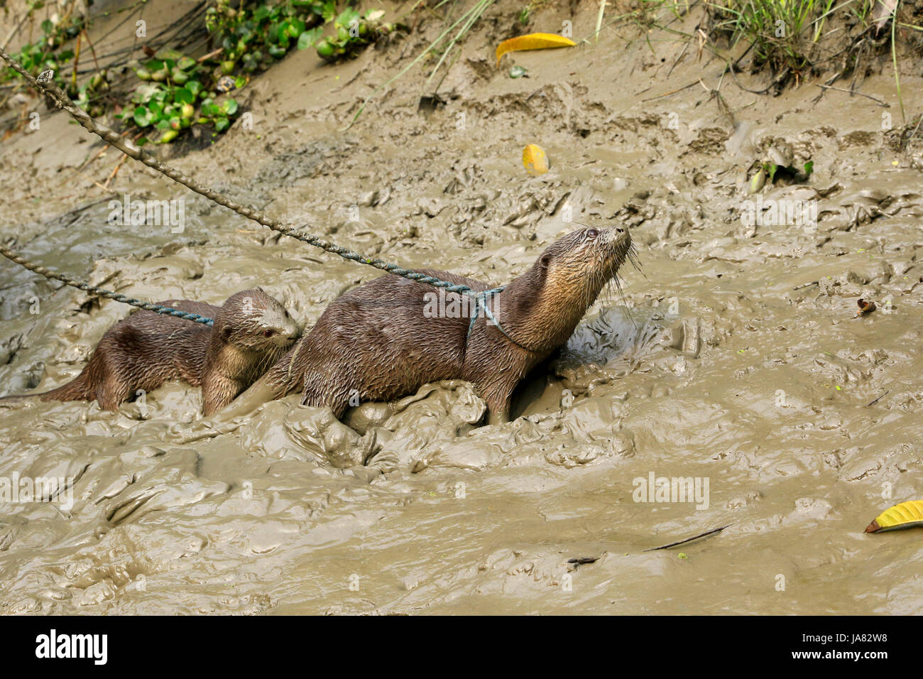 Ausgebildete Otter mit in das traditionelle Otter Angeln am Chitra Fluß in Narail Bezirk. Diese Methode wird seit dem 6. Jahrhundert n. Chr. in va praktiziert Stockfoto