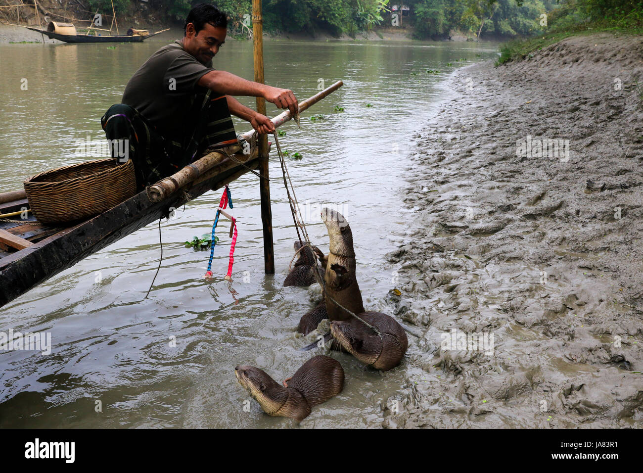 Ein Fischer ausgebildete Otter zu füttern, bevor sie zum Angeln im Fluss gehen. Narail Bangladesch. Diese Methode wird seit dem 6. Jahrhundert n. Chr. praktiziert Stockfoto