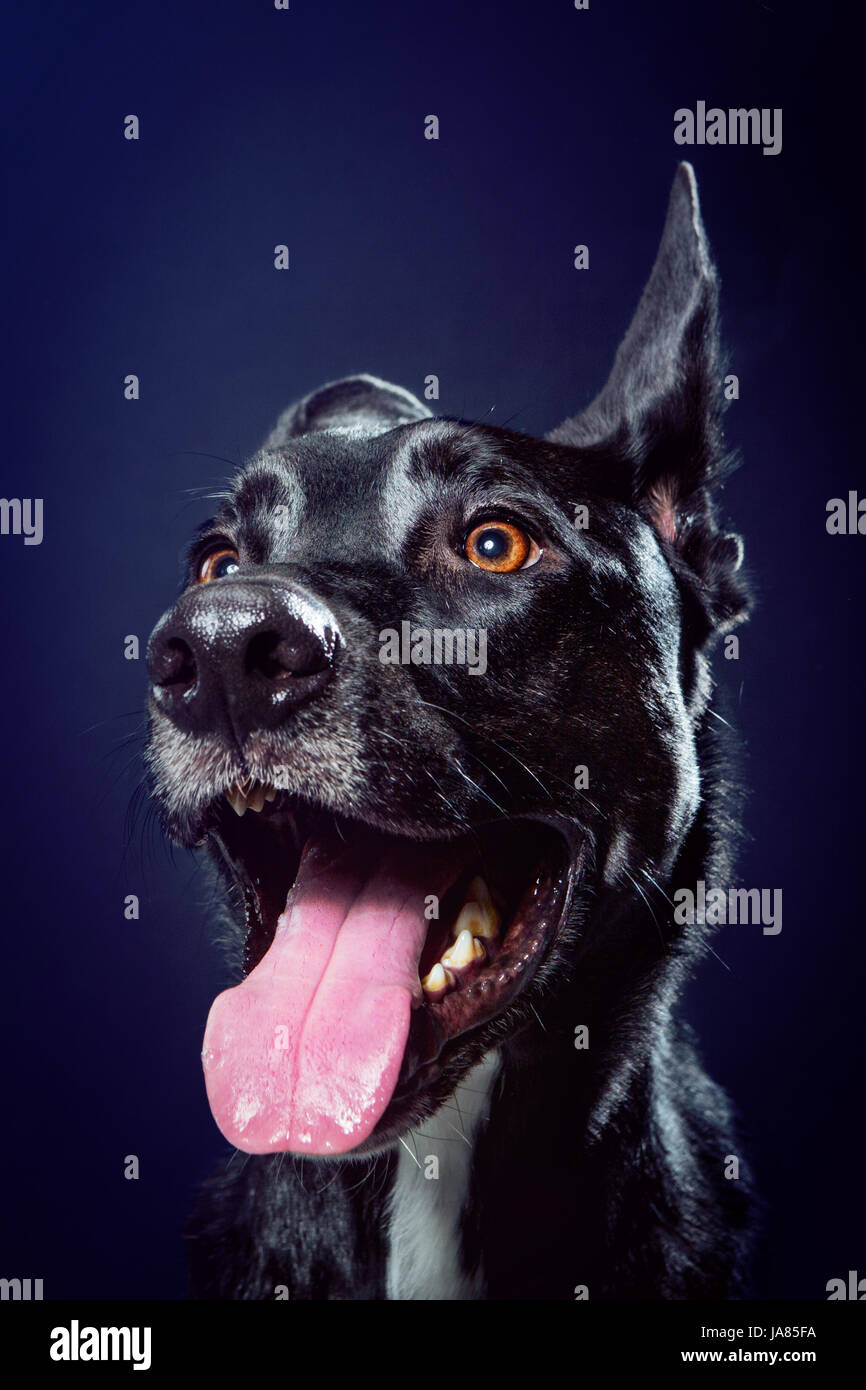 Glücklich Schäferhund / Pitbull-Mix auf der Suche nach energetisch vor der Kamera und lächelnd. Ein Ohr ist und man ist nach unten; sieht Warnung. Stockfoto