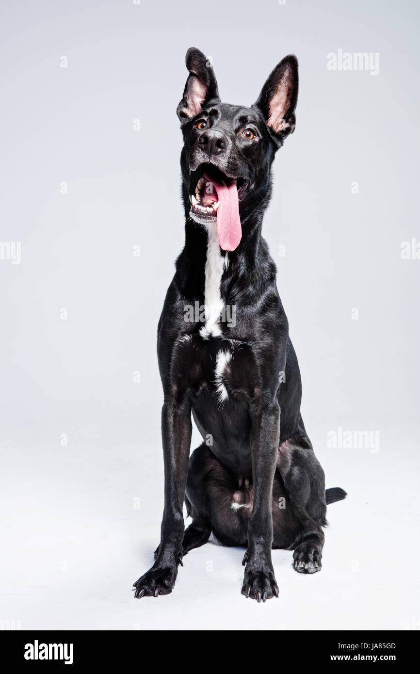 Studio-Porträt von einem schwarzen Schäferhund / Pitbull Mischung lächelnd mit langer Zunge verlängert. Stockfoto