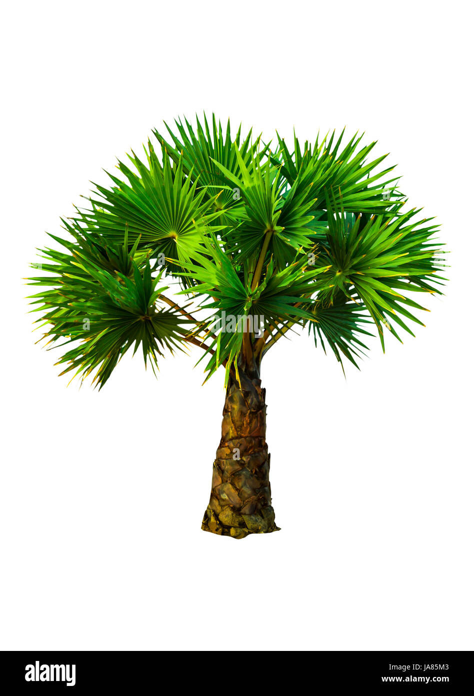 Blatt, Baum, Frühling, tropische, Stiel, Stamm, Palme, Pflanze, Blatt, Objekt, Single, Stockfoto