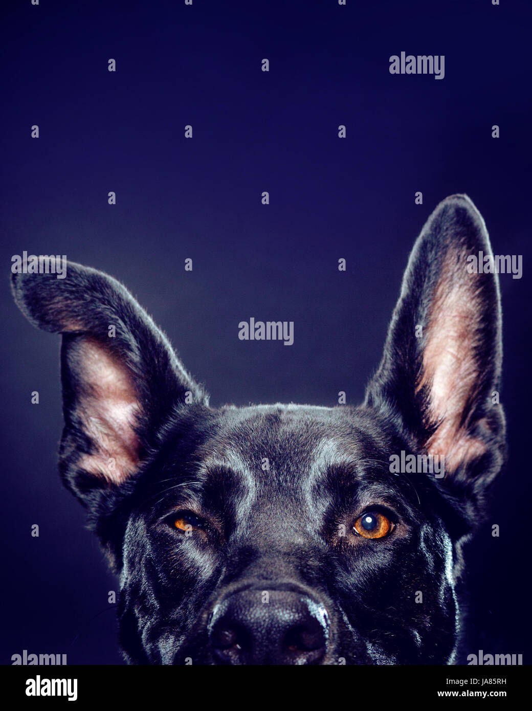 Studioportrait Schäferhund-Mix - aus den Augen oben--Blick direkt in die Kamera. Stockfoto