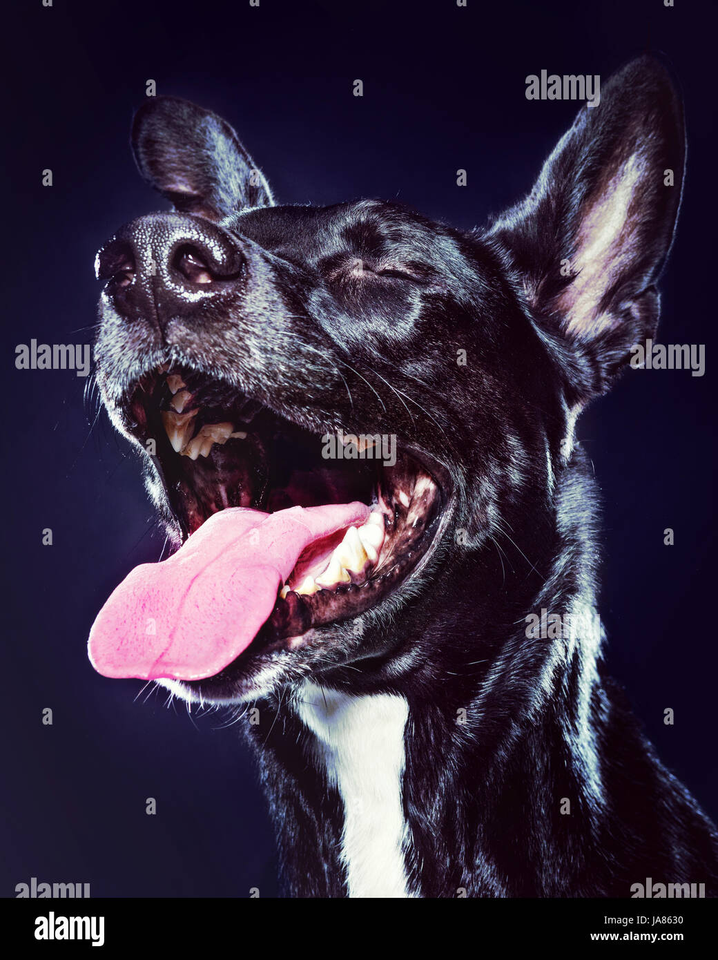 Studio-Porträt von einem schwarzen Schäferhund / Staffordshire Terrier Fallstrick mix mit offenem Mund und lachen. Stockfoto