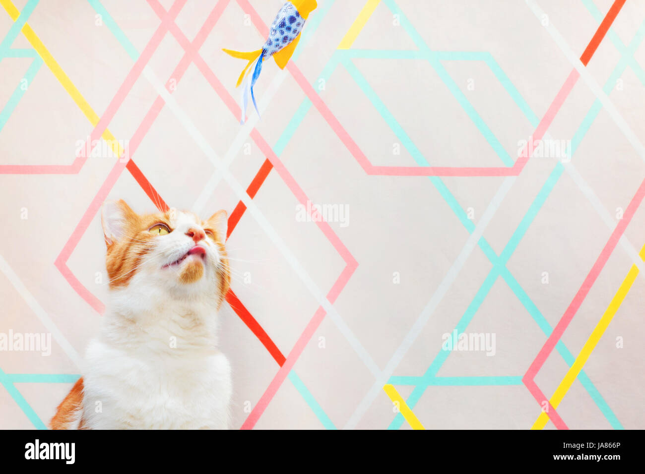 Bunte Foto einer orange-weiße Katze auf der Suche nach oben und die Konzentration auf eine Katze Spielzeug Overhead. Modernen, geometrischen Hintergrund. Stockfoto