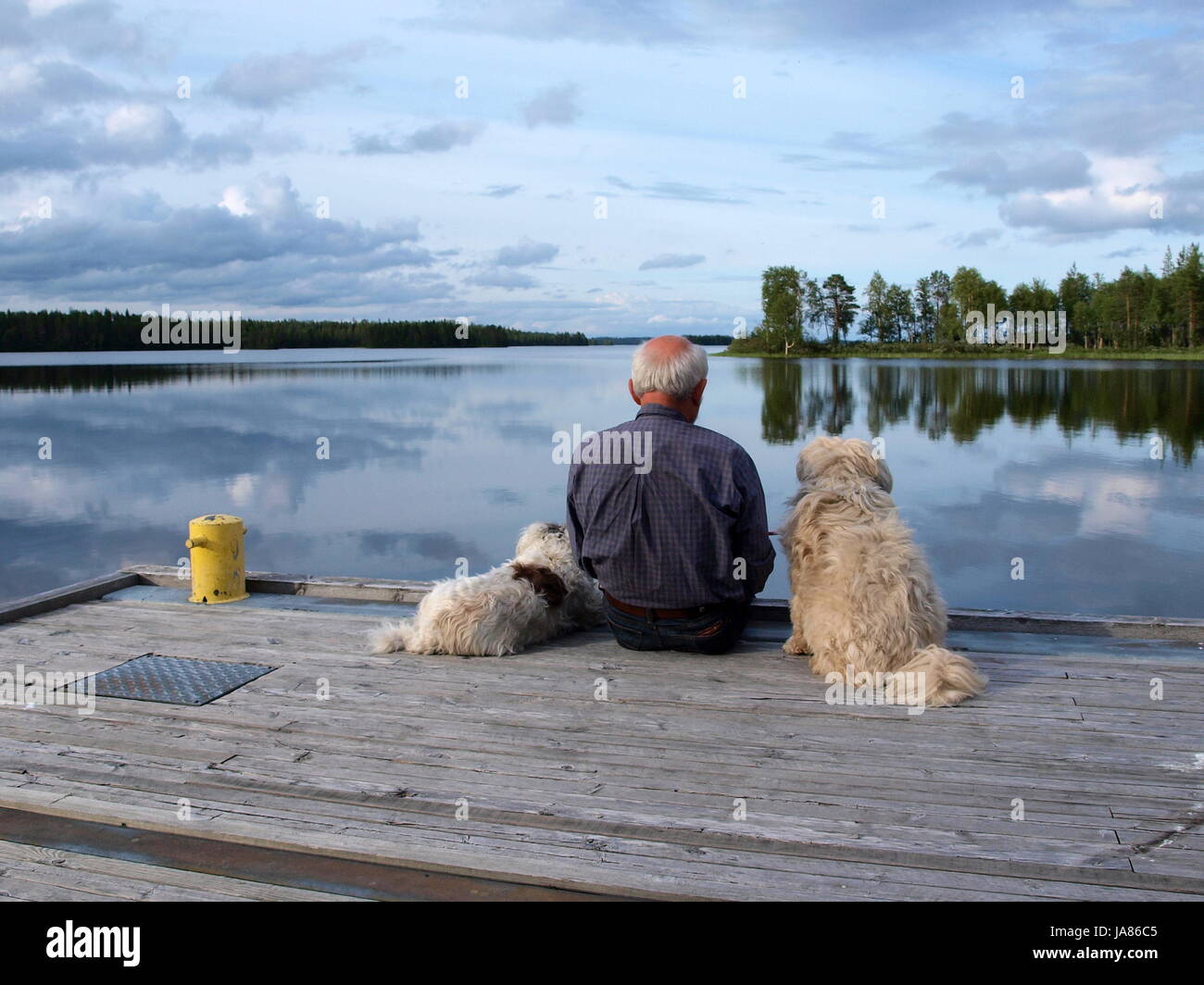 Senior sucht mit 2 Hunden aus Web auf lakelands Stockfoto