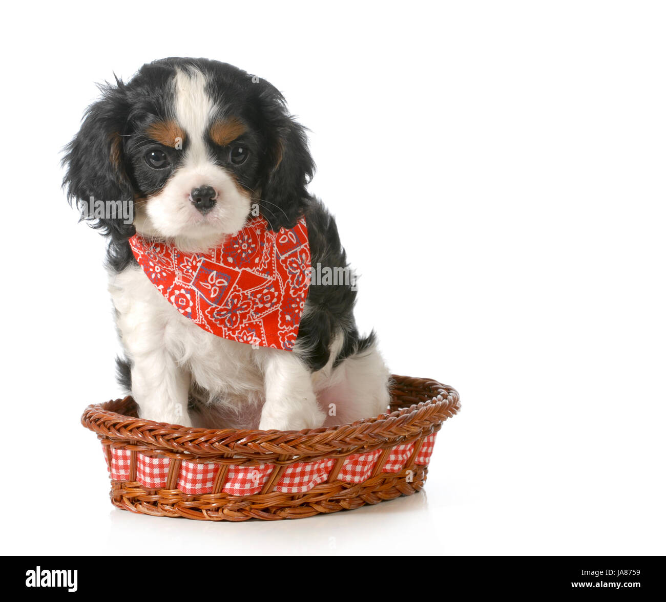 isoliert, Mode, braun, braun, brünett, verspielt, Säugetier, Tier, Haustier, Stockfoto