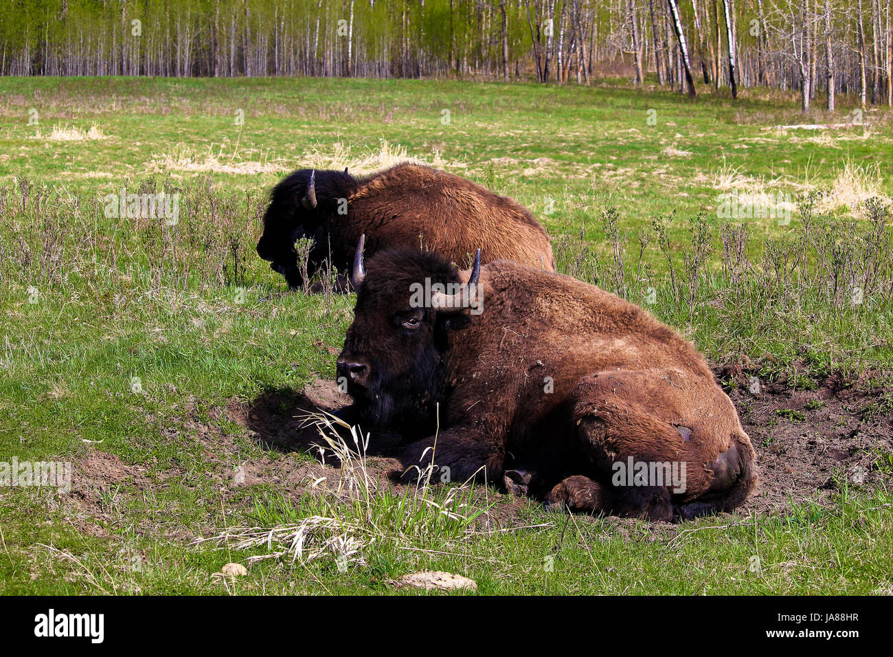 Ein Bison, sitzen in einer Grube schwelgen. Stockfoto