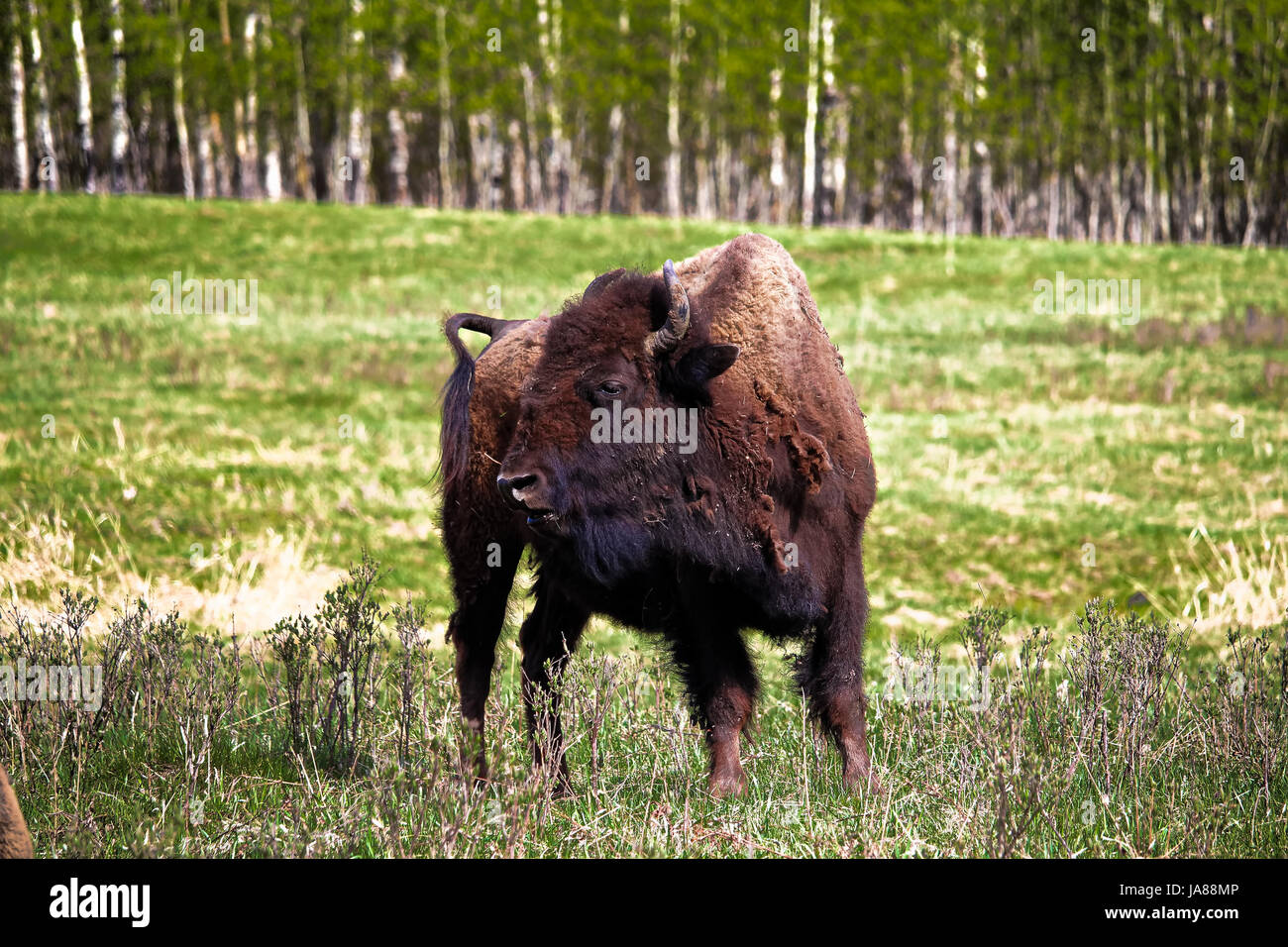Eine junge Bisons in Elk Island National Park in Alberta Kanada. Stockfoto