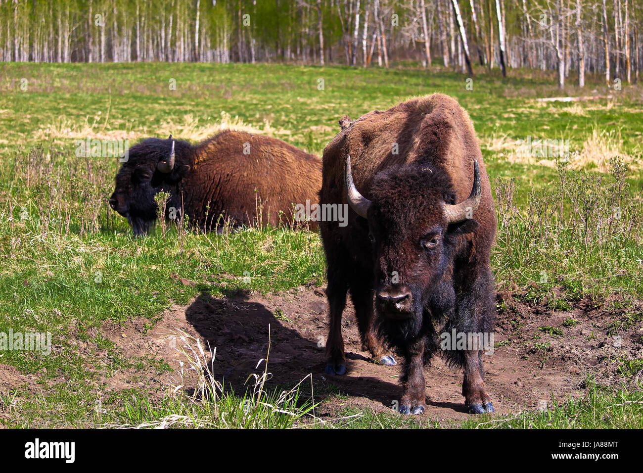 Zwei Büffel in der Nähe einer schwelgen Grube. Stockfoto