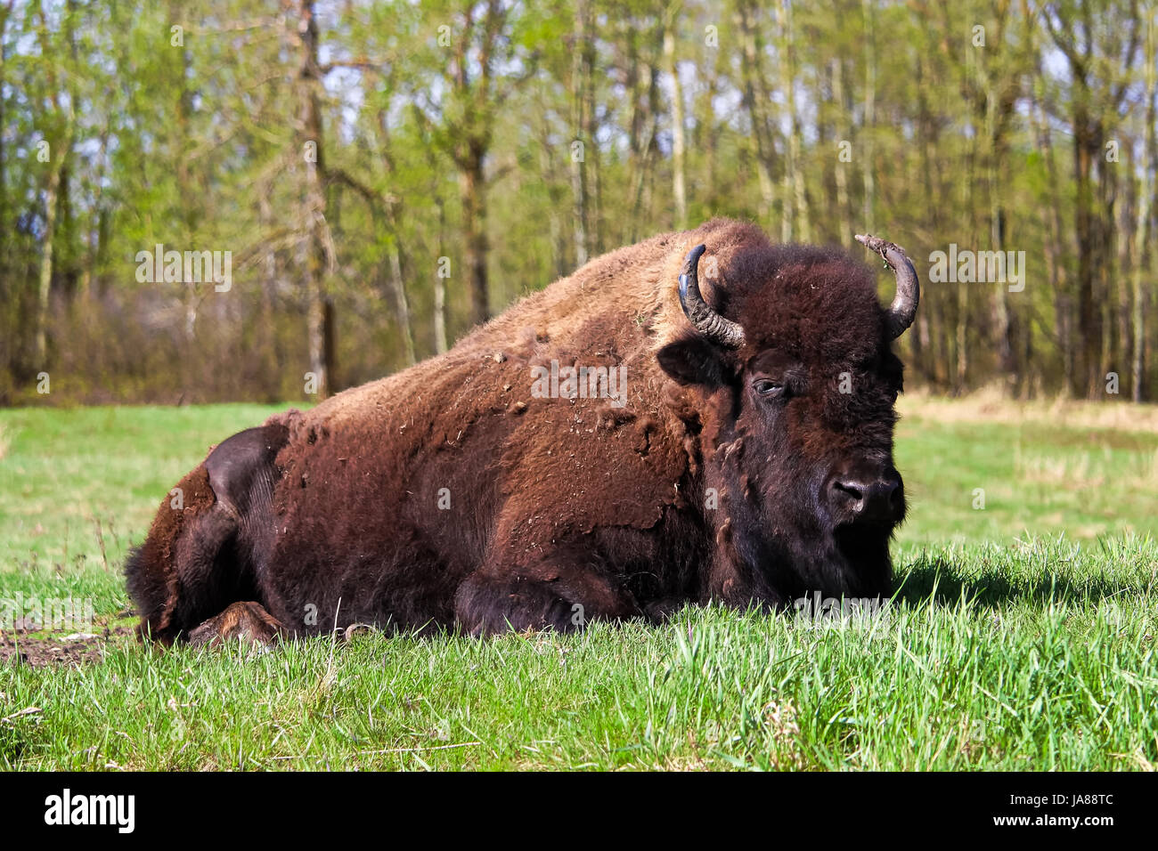 Eine majestätische Bison in einem weidenden Feld liegend. Stockfoto