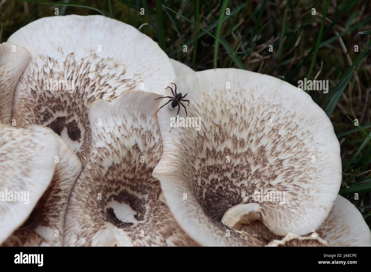 Spinne mit Ei sac Stockfoto