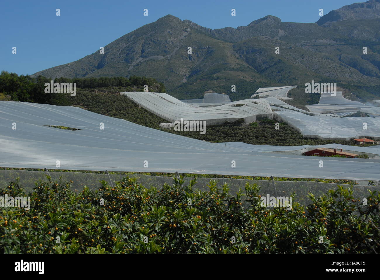 Progenies, Früchte, Kunststoff, Kunststoff, Pläne, Markise, Wintergarten, Stockfoto