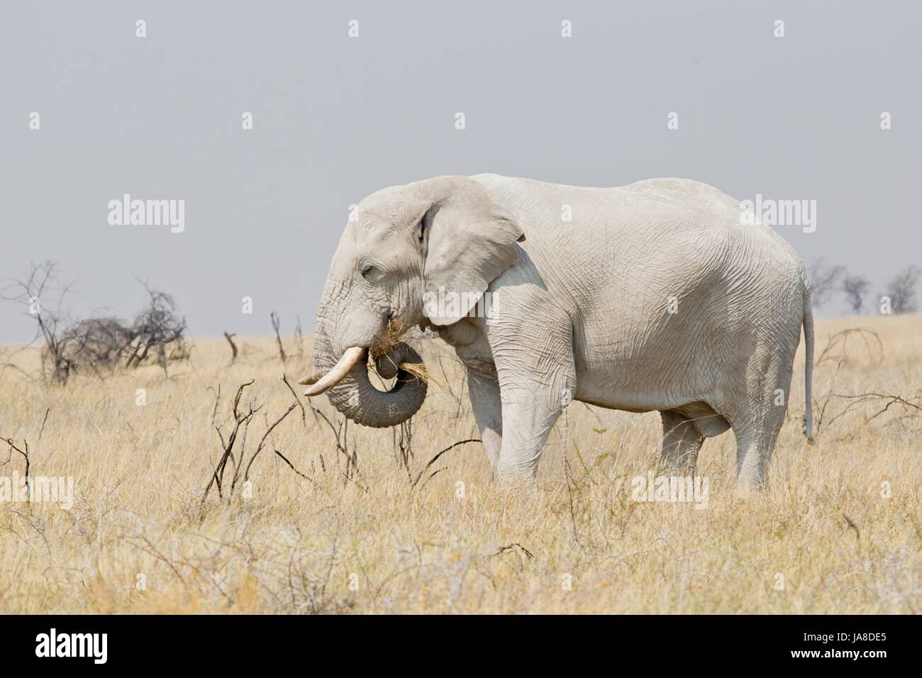 Tier, Afrika, Elefant, Namibia, Afrika, Tier, Afrika, Elefant, Namibia, Stockfoto