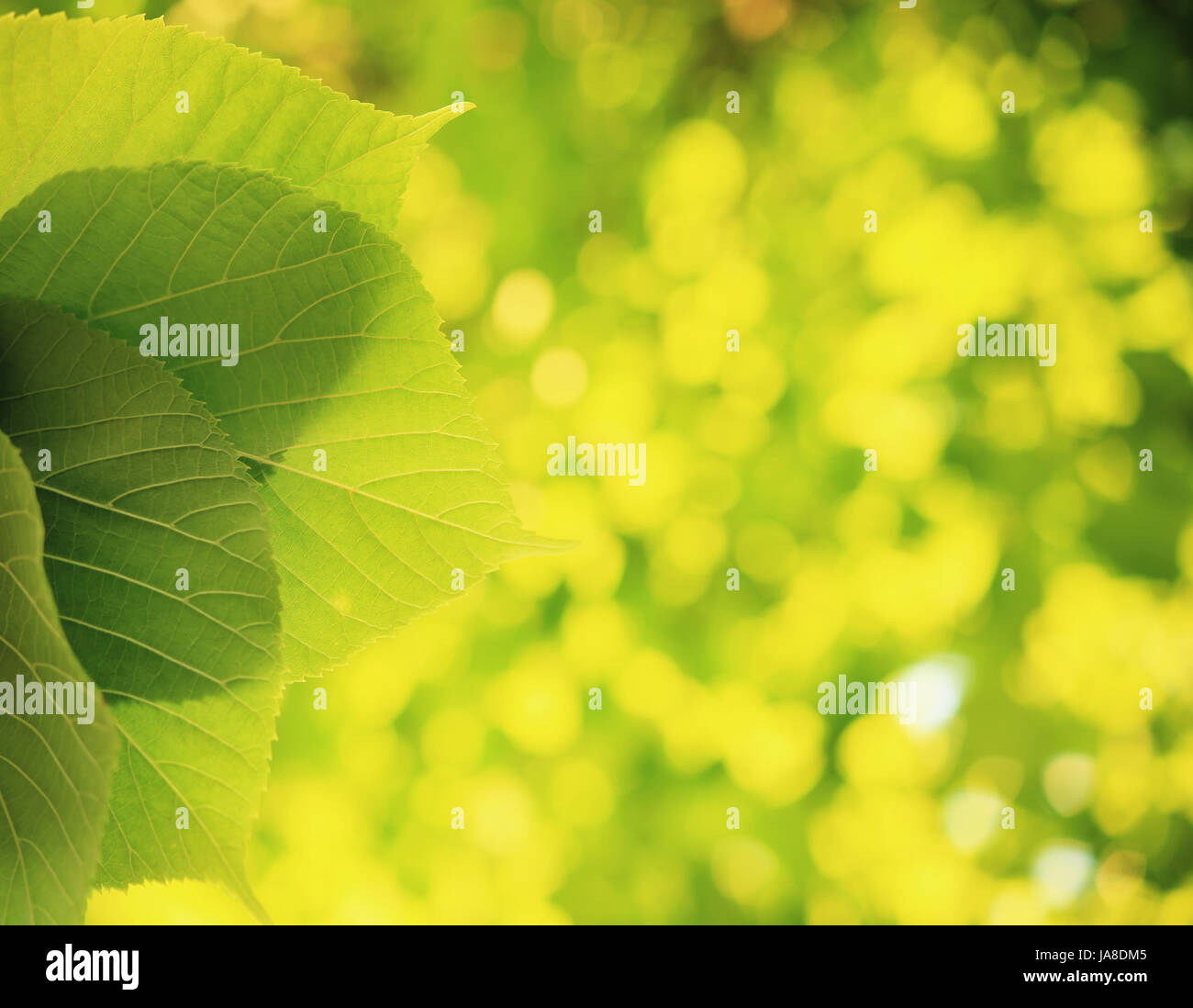 Fraktion der grünen Blätter auf grüne unscharfen Hintergrund. Sonnige Sommer Hintergrund. Grüne Sommer-Natur. Stockfoto
