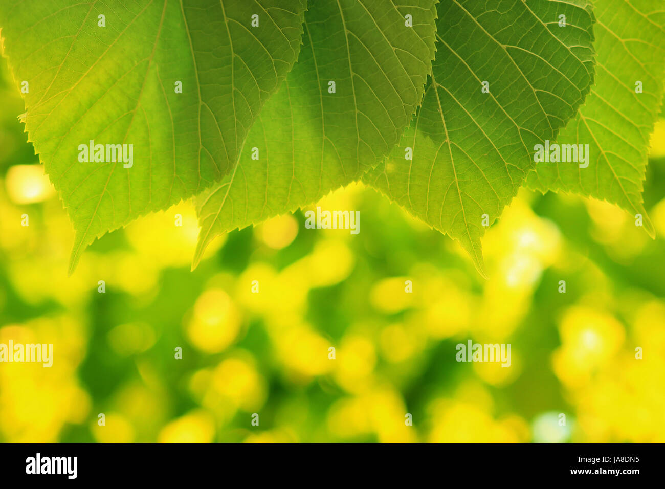Rahmen mit grünen Blättern. Grüne Sommer Hintergrund. Grünes Laub mit lebendigen Bokeh. Stockfoto