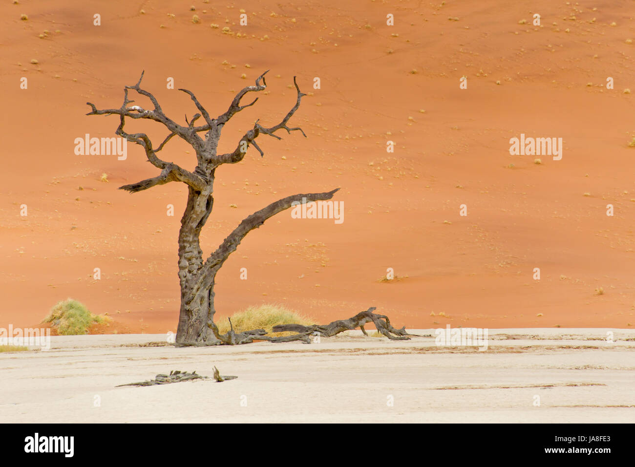 Dead vlei Stockfoto