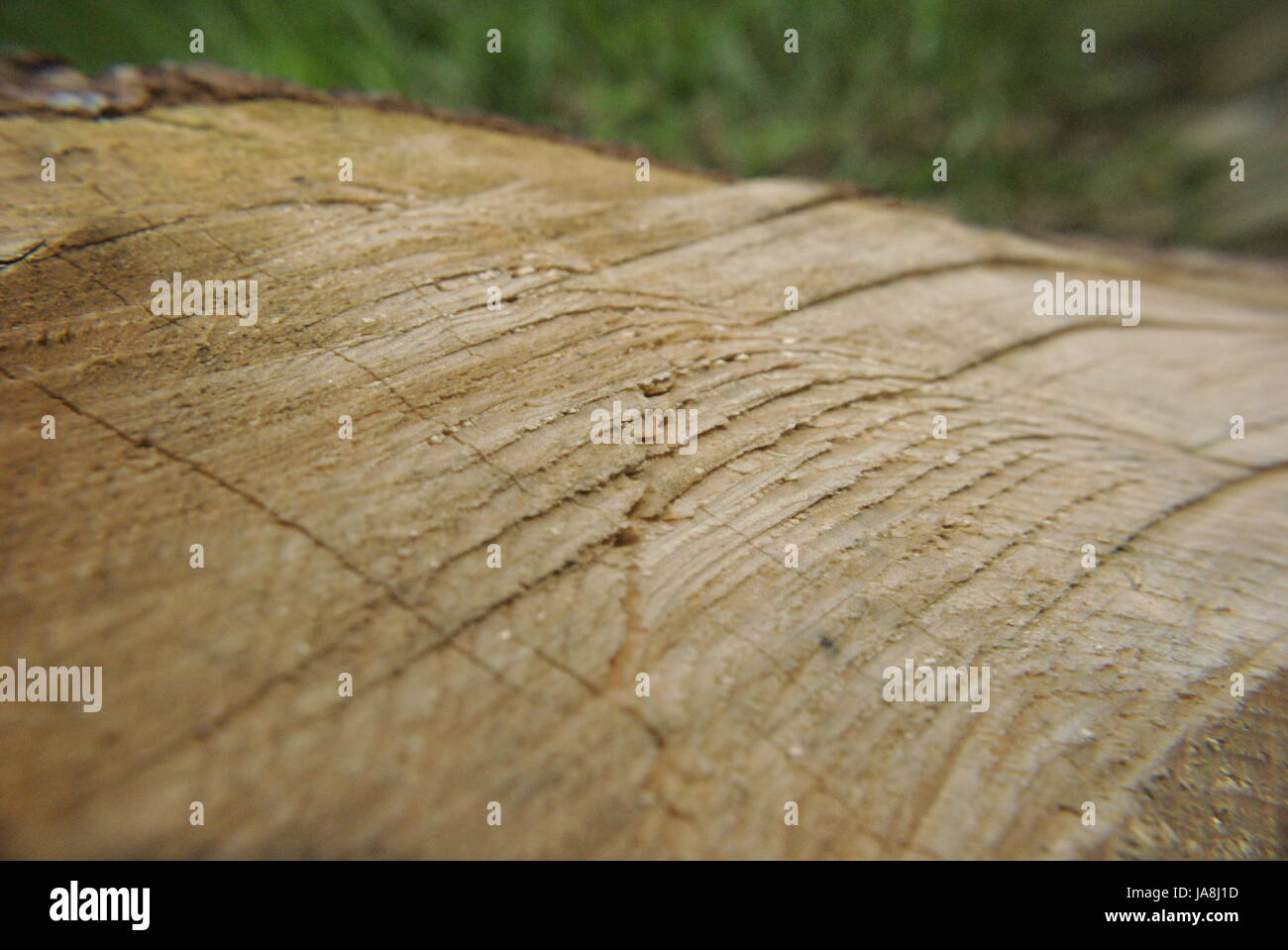 Umwelt, Umwelt, Baum, Holz, Rinde, Wald, Holz, Baumstruktur, Rinde Stockfoto