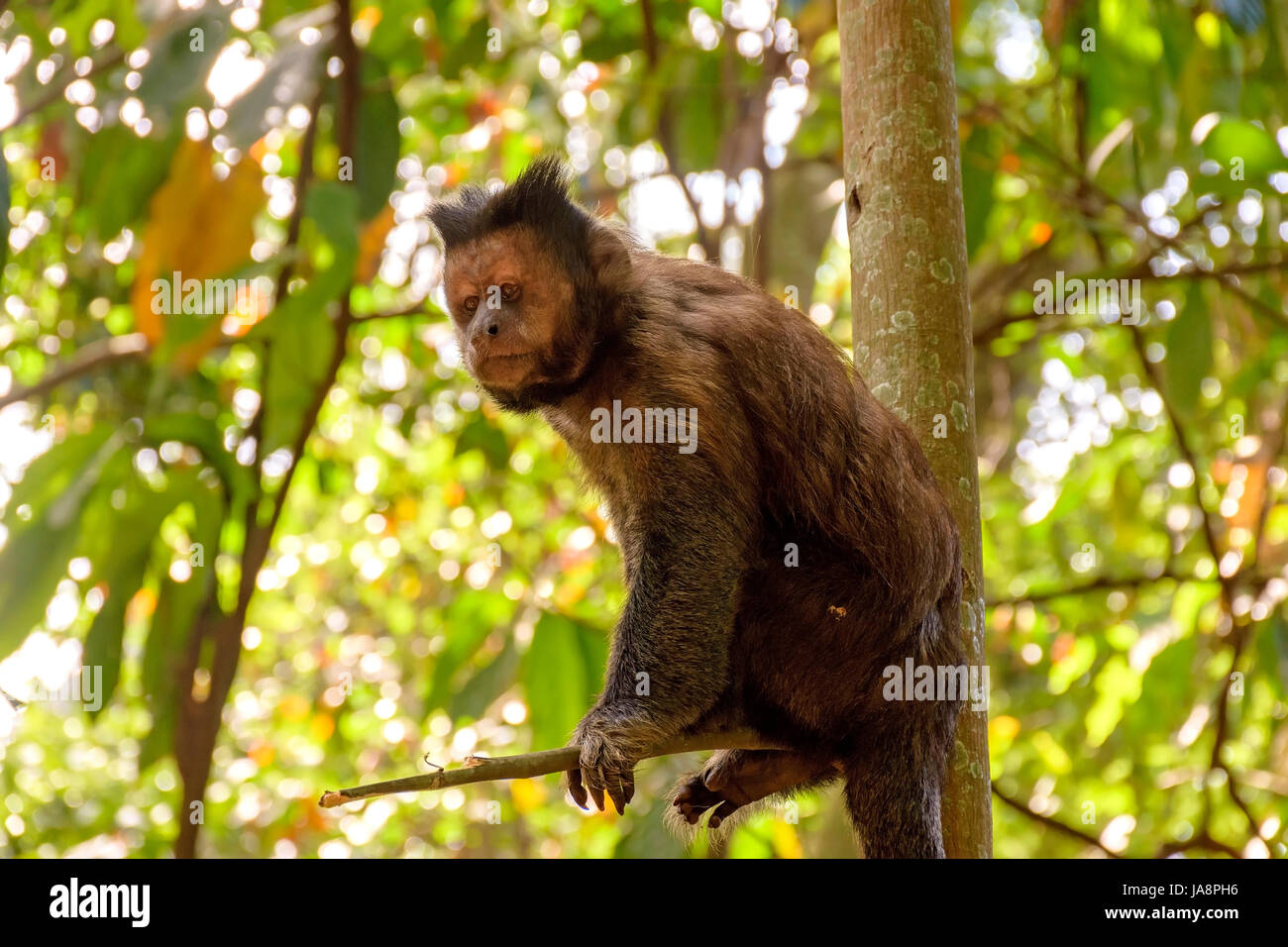 Schwarz Capouchin Affe Klettern auf einen Baum im Regenwald von Rio De Janeiro Stockfoto