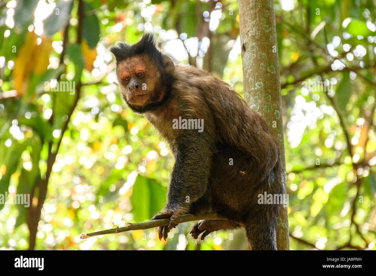 Schwarz Capouchin Affe Klettern auf einen Baum im Regenwald von Rio De Janeiro Stockfoto
