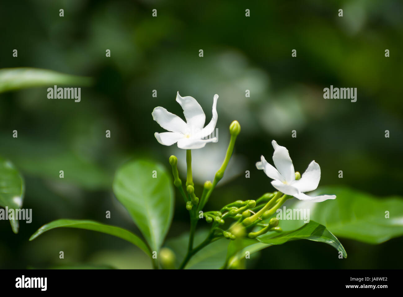 Frieden, Krepp, weiß, Windräder, schließen, Blatt, Makro, Nahaufnahme, Makro-Aufnahme, Stockfoto
