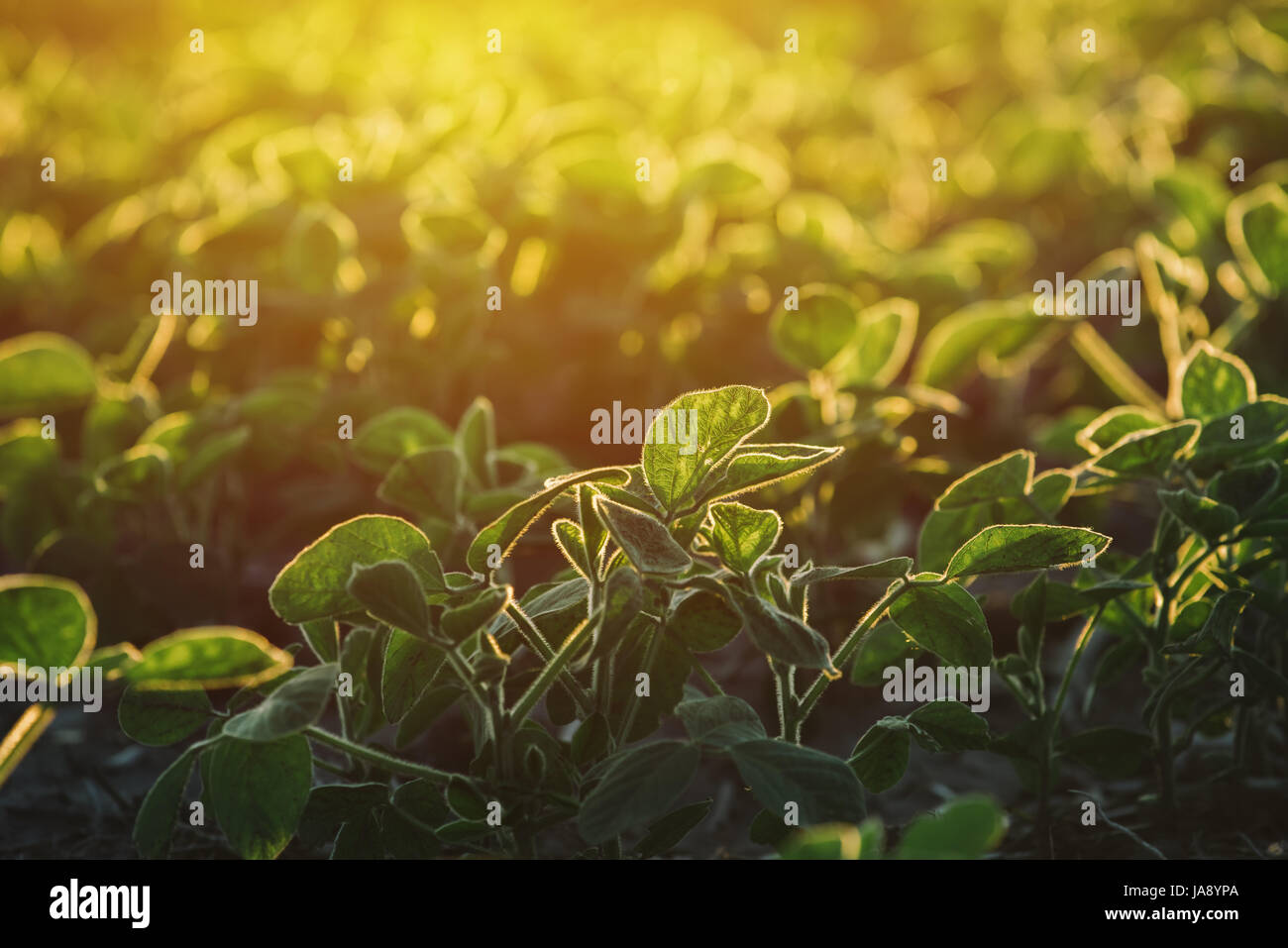 Landwirtschaftlichen Soja Feld gegen den warmen Abendlicht Stockfoto