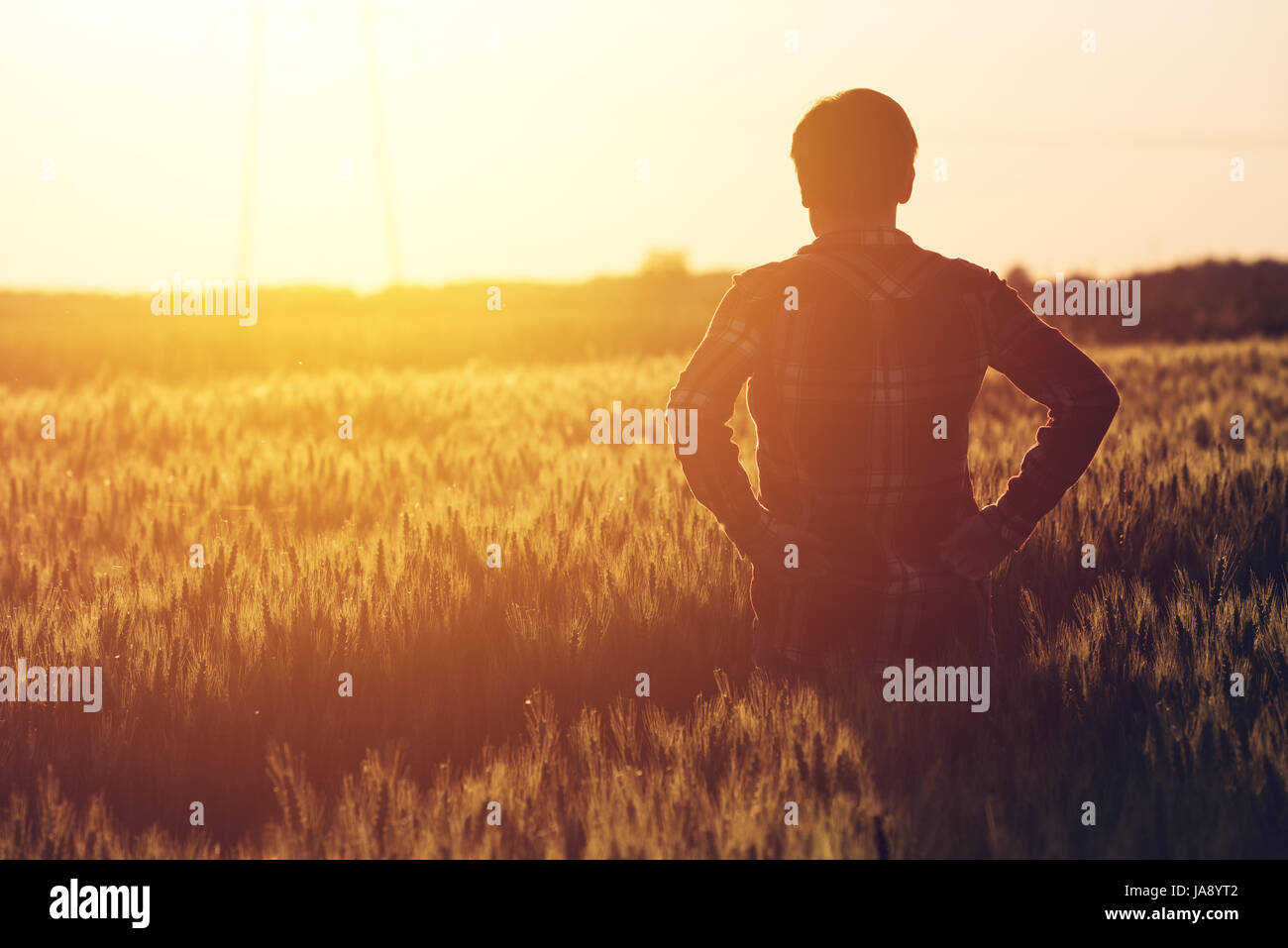 Betreffenden weiblichen Agronom in kultivierten Pflanzen Weizenfeld stehen und blickte auf einen wunderschönen Sonnenuntergang am Horizont Stockfoto