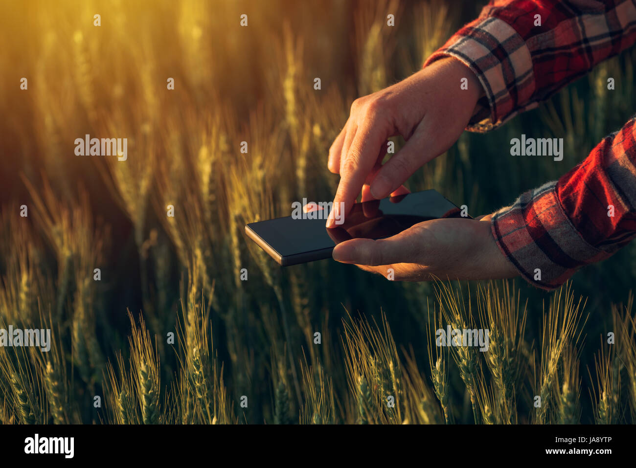 Agronom mit Smartphone-app um Bestandesentwicklung, weibliche Hände mit Handy in kultivierten Weizenfeld zu analysieren Stockfoto