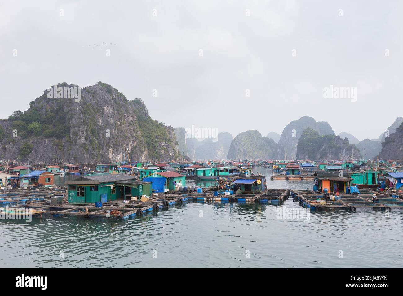 Schwimmenden Fischerdorf, Ben Beo Hafen, Cat Ba Island, Vietnam Stockfoto