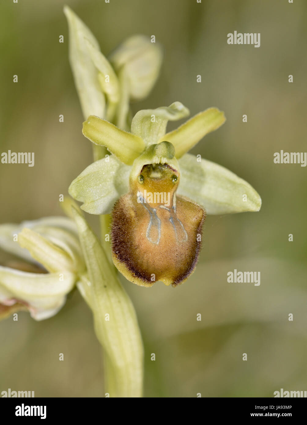 Frühen Spider Orchid - Ophrys Sphegodes - verblasst Blume oder Var flavescens Stockfoto
