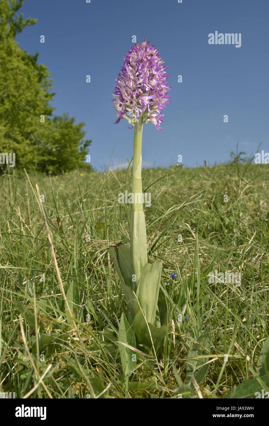 Hybrid-Lady x Affe Orchideen - Orchis x angusticruris Stockfoto