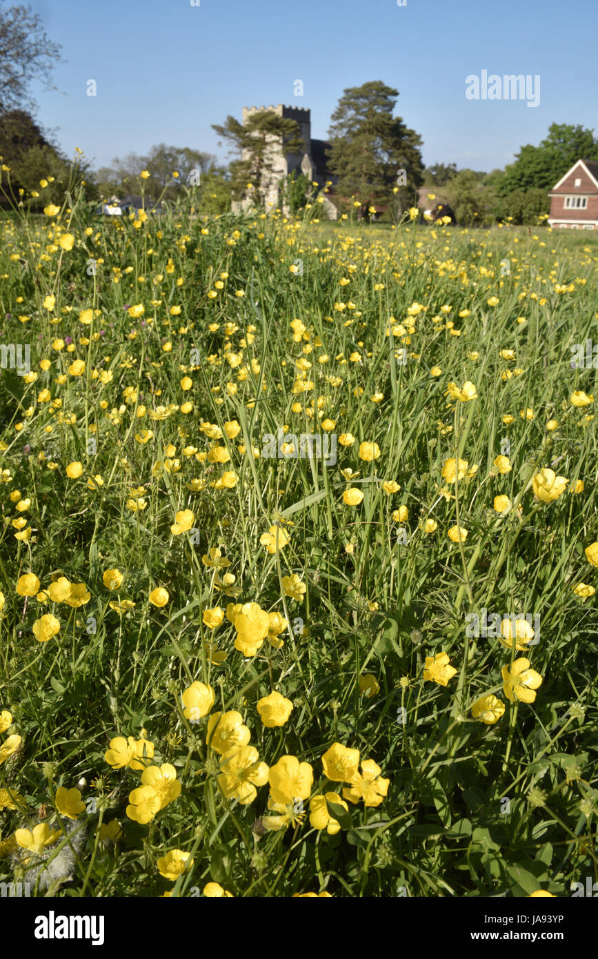 Wiese Hahnenfuß - Ranunculus Acris - Goring Wiese, Berkshire Stockfoto