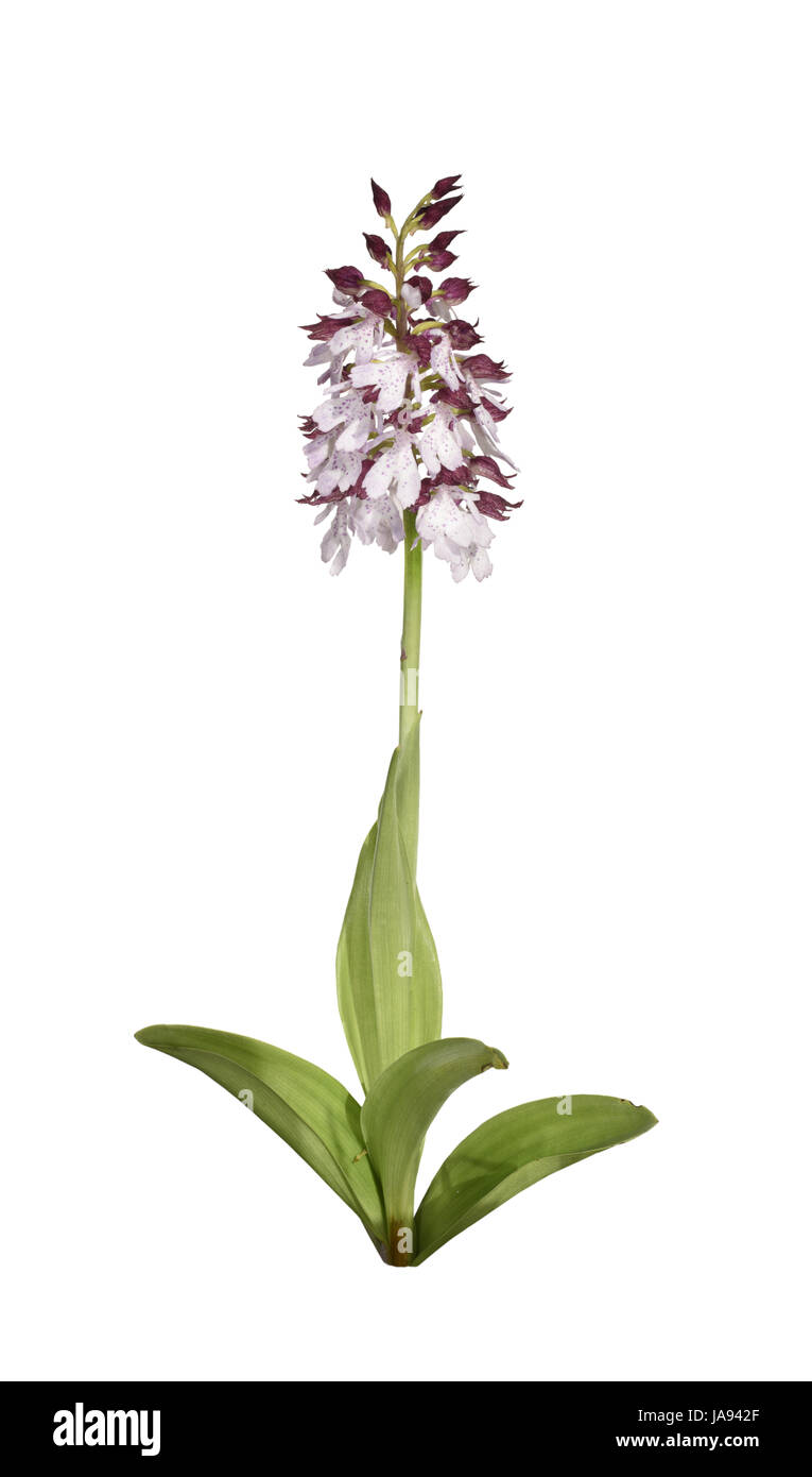 Lady Orchidee - Orchidee purpurea Stockfoto