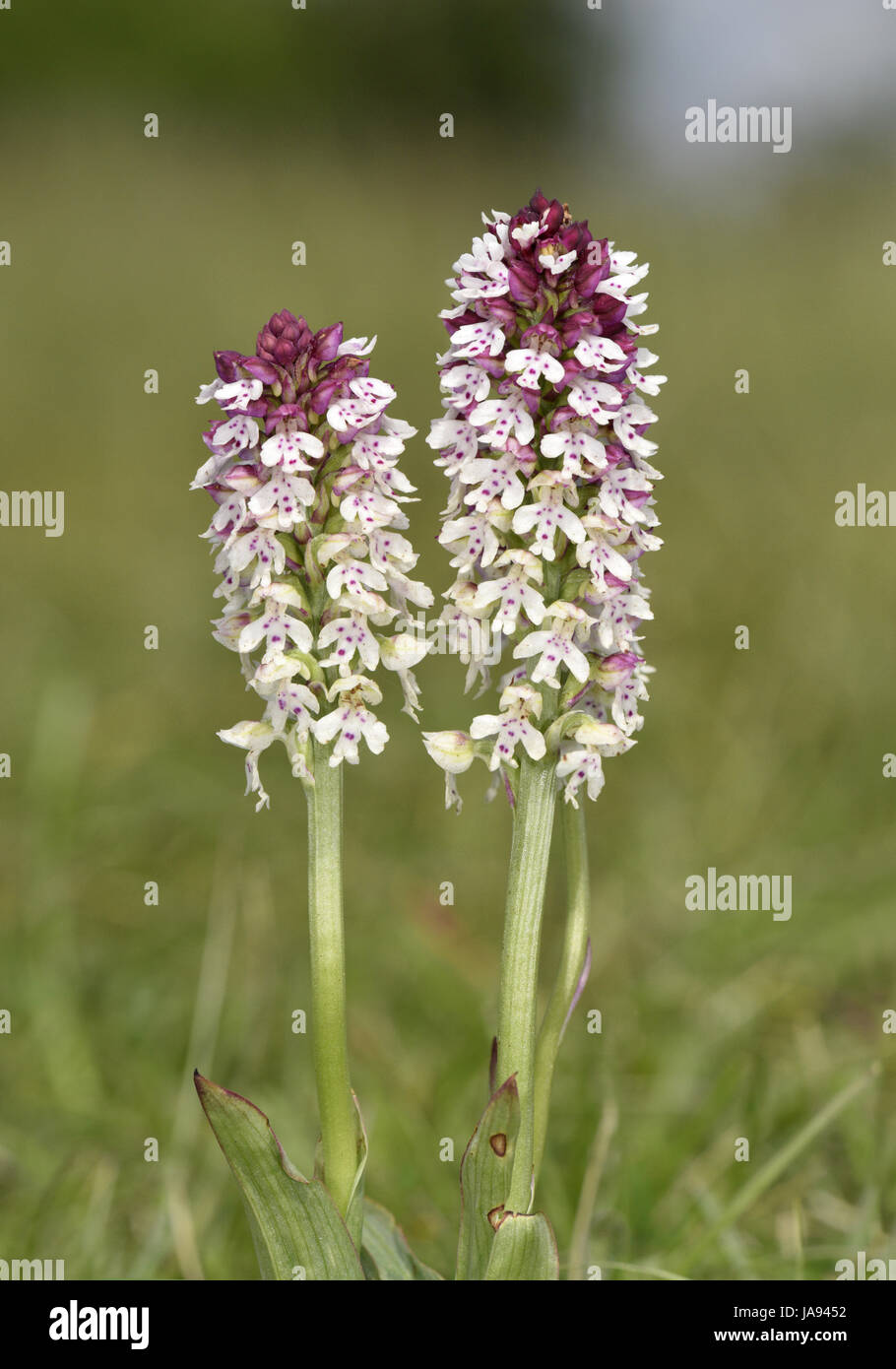 Verbrannte Orchidee - Neotinea ustulata Stockfoto