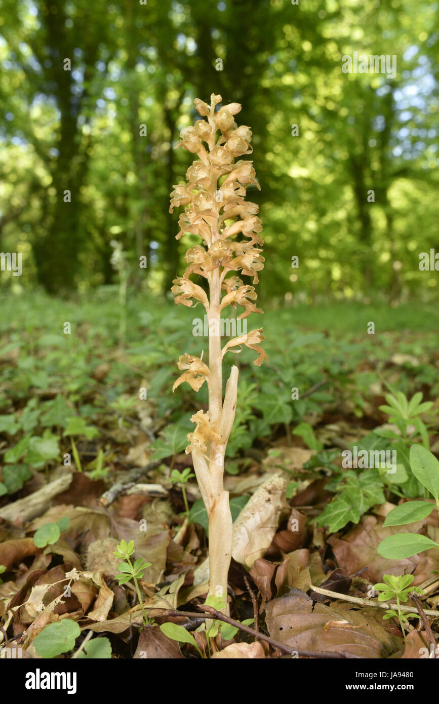 Vogelnest-Orchidee - Neottia Nidus-avis Stockfoto