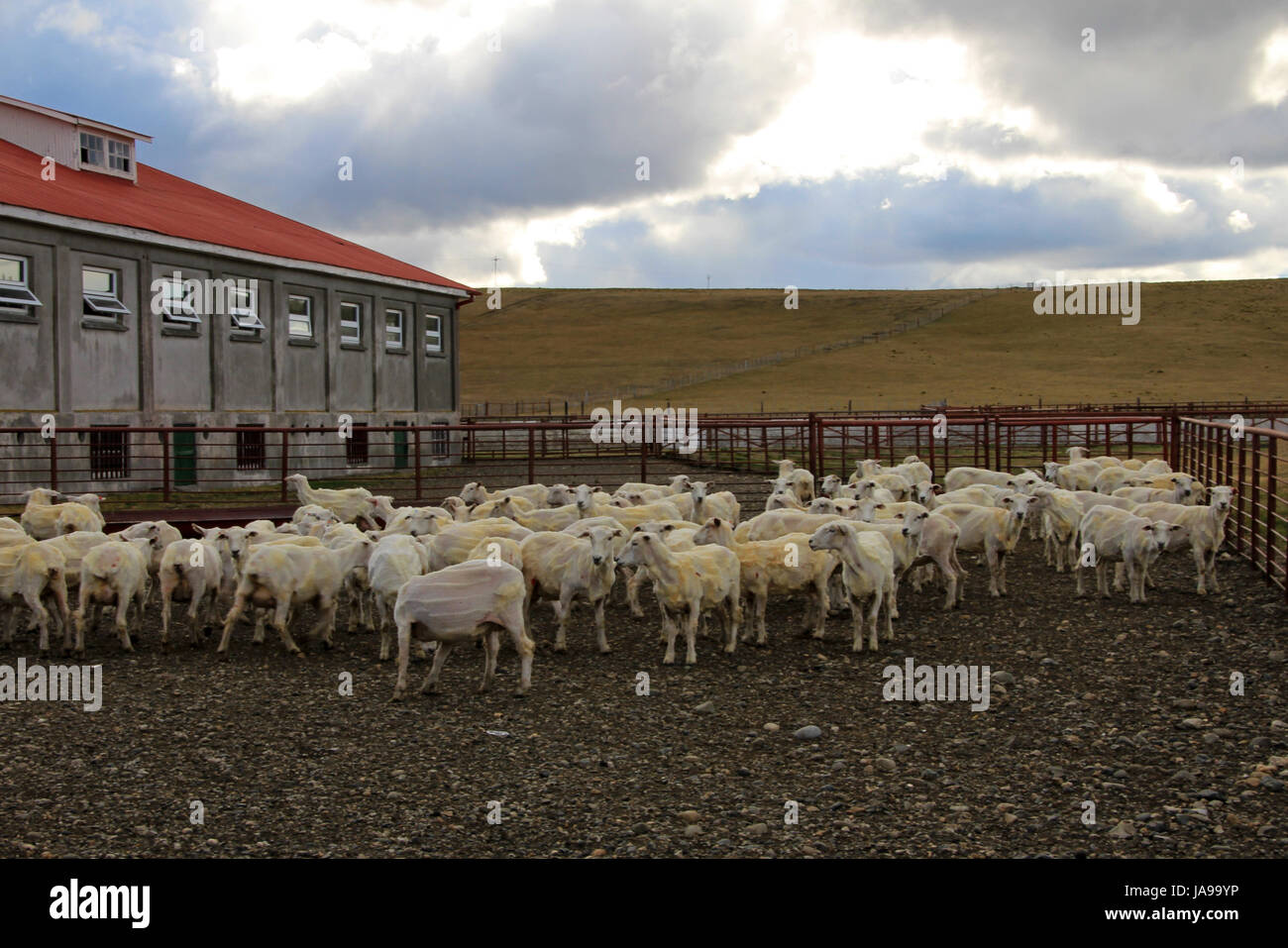 Sheared Schafe auf einer Estancia in der Nähe von Rio Grande, Patagonien, Argentinien Stockfoto