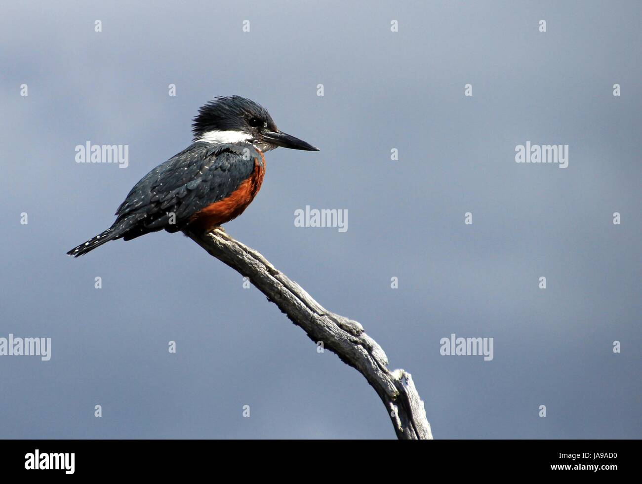 Schöne beringt Kingfisher Megaceryle Torquata, auf einem Baum Ast, Feuerland, Patagonien, Argentinien Stockfoto