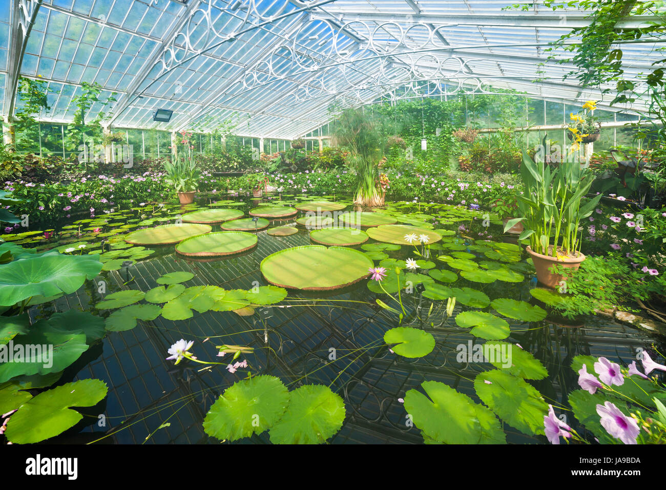 Kew Gardens, Waterlily House. Stockfoto