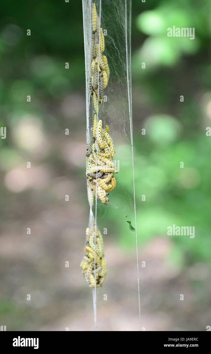 Yponomeuta Cagnagella Raupen in einem Web-Kokon an einer Pflanze hängen. Stockfoto