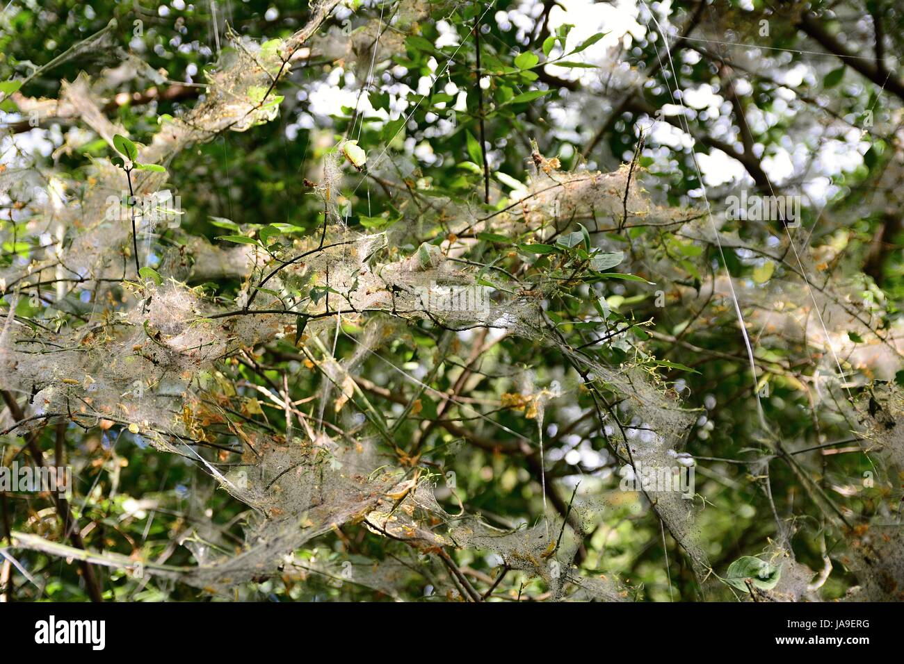 Netz von Yponomeuta Cagnagella Spindel Hermelin auf der Anlage. Stockfoto