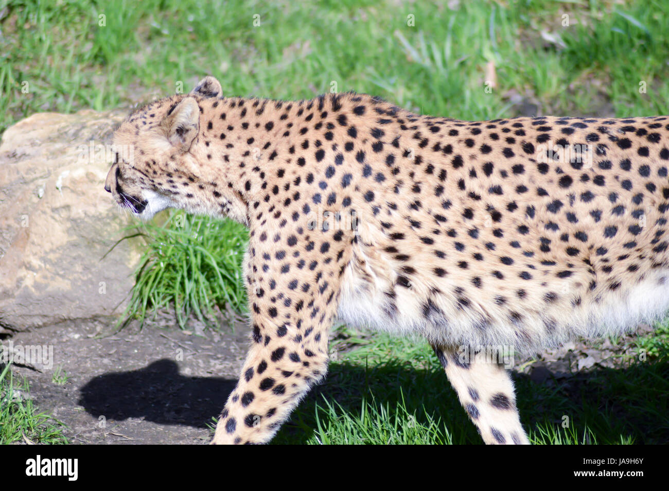 Leopard mit einem geraden Blick in einen Tierpark in Frankreich Stockfoto
