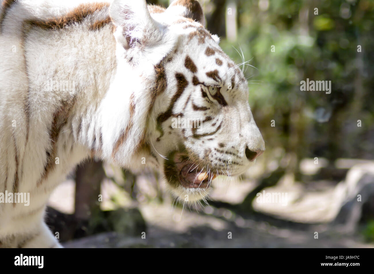 Blick von einem weißen Tiger in einem tierischen Park Frankreich Stockfoto