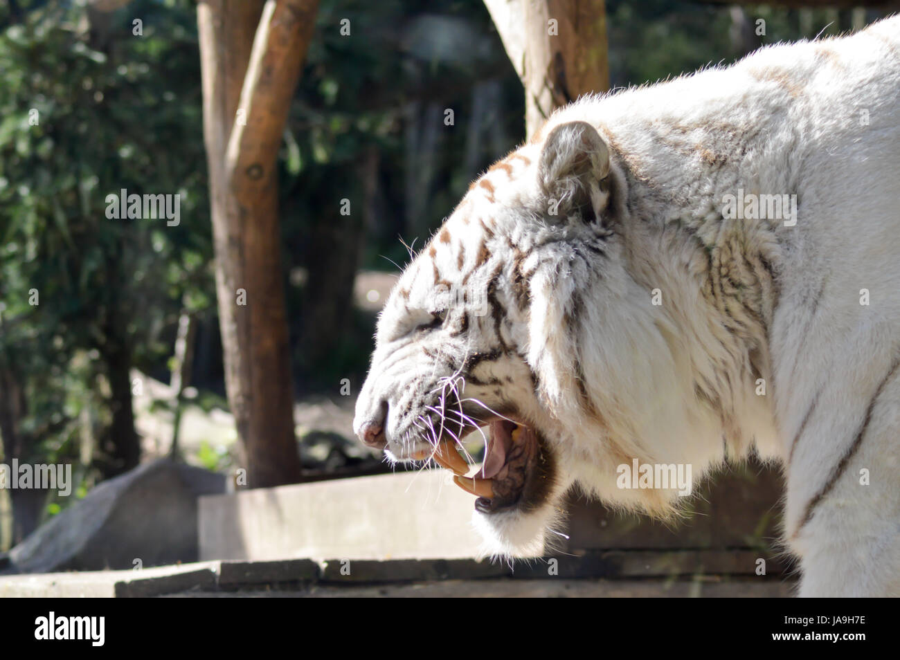 Blick von einem weißen Tiger in einem tierischen Park Frankreich Stockfoto