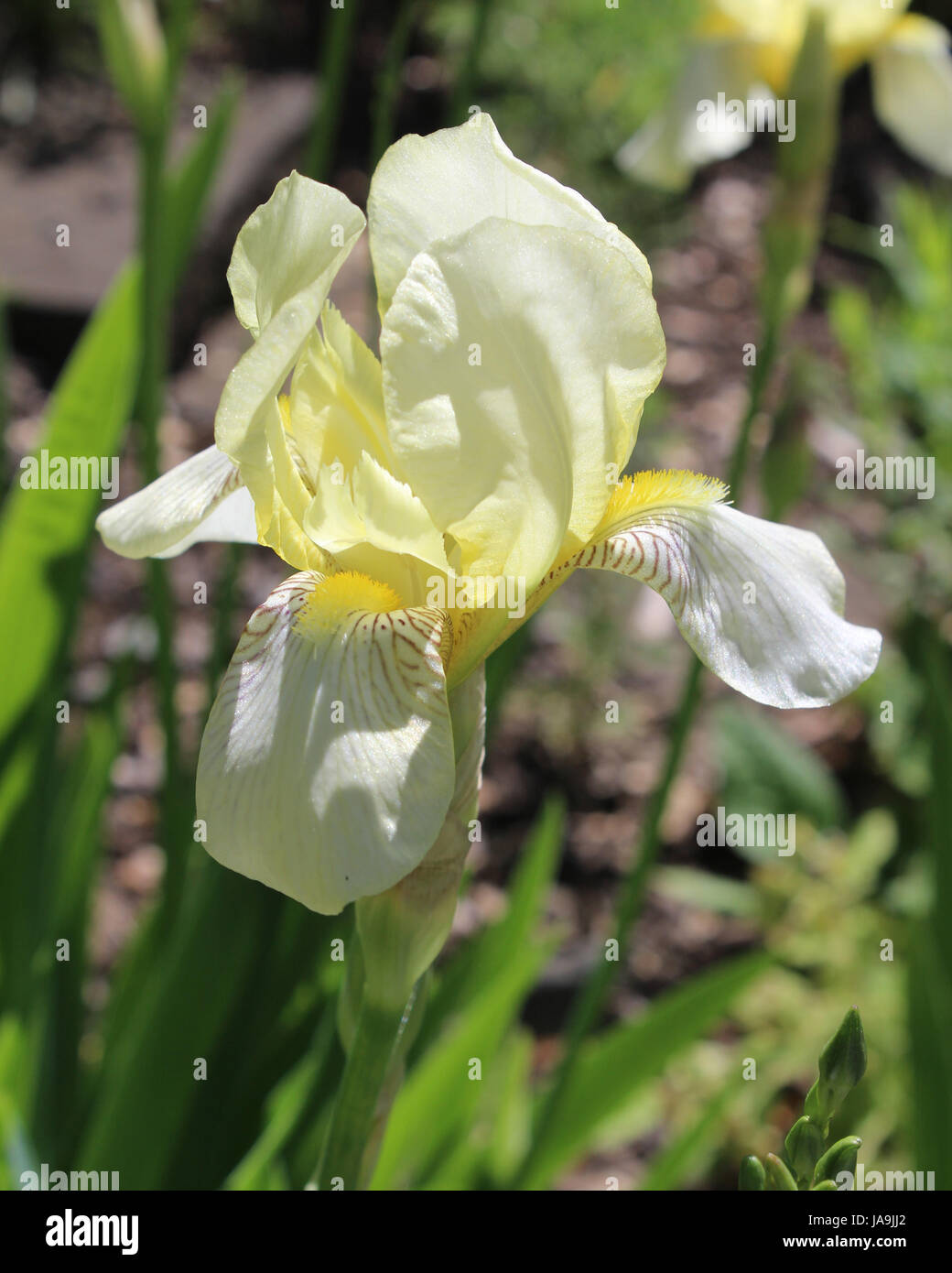 Die schöne blass gelbe Blume einer Vielzahl Iris Pseudacorus, Iris auch bekannt als gelbe Flagge. Stockfoto